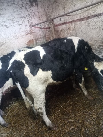 Jał&oacute;wka wysokocielna