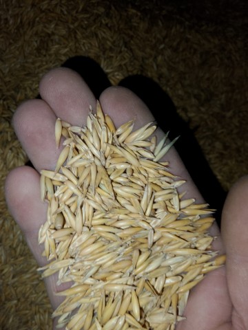 Sprzedam owies bingo