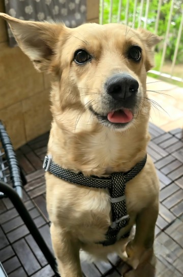 Szukam kochajacego domku