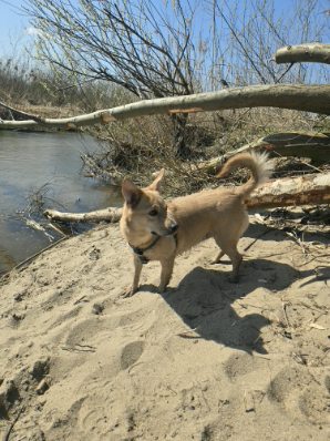 Szukam kochajacego domku