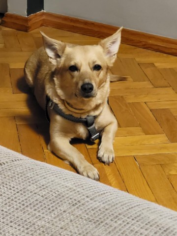 Szukam kochajacego domku