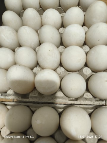 Sprzedam ekologiczne jajka kacze