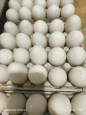 Sprzedam ekologiczne jajka kacze