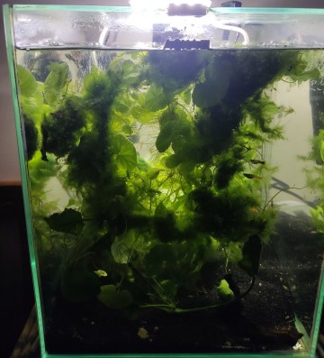 Akwarium kompletne z życiem