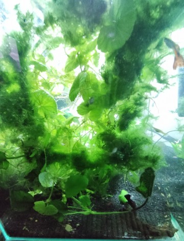 Akwarium kompletne z życiem