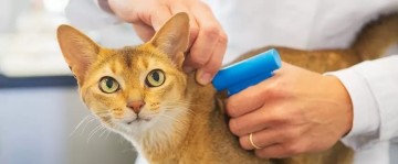 Polisa ubezpieczeniowa dla Twojego pupila / psa i kota