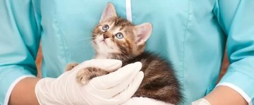 Polisa ubezpieczeniowa dla Twojego pupila / psa i kota