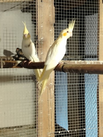 Sprzedam nimfy i nierozłączki