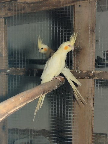 Sprzedam nimfy i nierozłączki