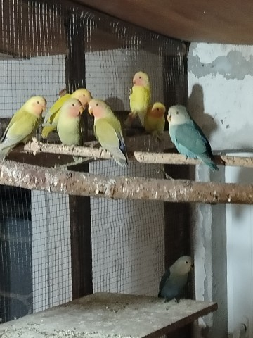 Sprzedam nimfy i nierozłączki