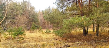 Działka 17 ar !!! Rosocha-Kolonia, gm. Golina, pow. Konin