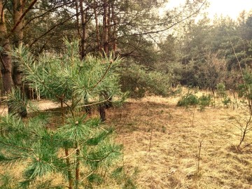 Działka 17 ar !!! Rosocha-Kolonia, gm. Golina, pow. Konin