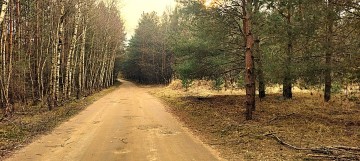 Działka 17 ar !!! Rosocha-Kolonia, gm. Golina, pow. Konin