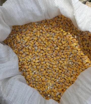 Sprzedam kukurydze suchą