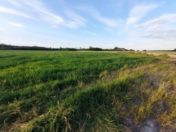 Działka z WZ Piorun&oacute;w, gm. Władysław&oacute;w, powiat turecki