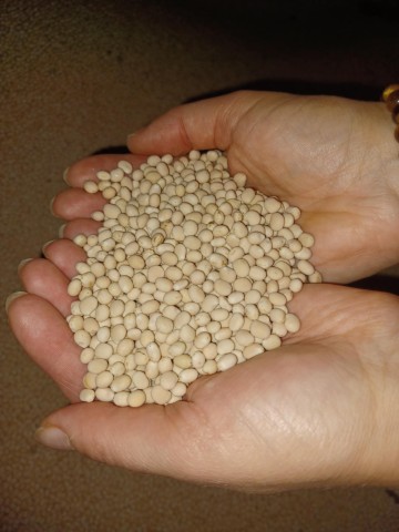 Łubin biały gorzki oskar