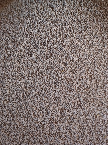 Łubin biały gorzki oskar