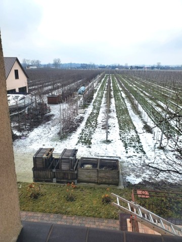 NOWOCZESNE GOSPODARSTWO O POW. 1,3033 HA Z MŁODYM SADEM!