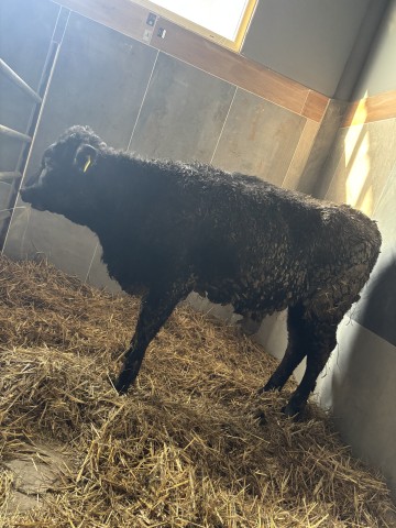 Sprzedam jał&oacute;wke