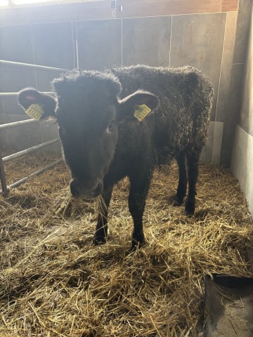 Sprzedam jał&oacute;wke