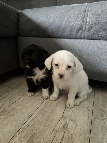 Oddam suczki do dobrego domku