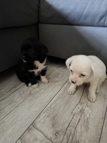 Oddam suczki do dobrego domku