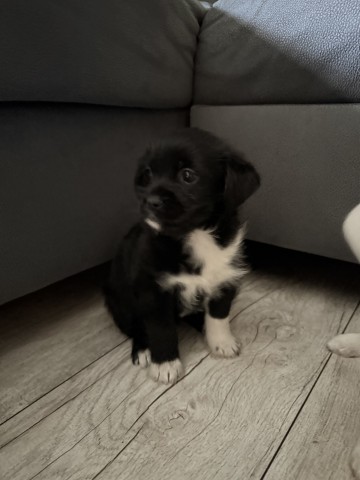 Oddam suczki do dobrego domku