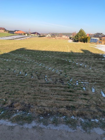 Sprzedam działki budowlane przy ul.Pigwowej - Wola Podłężna