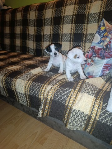 Jack Russell terrier -suczki