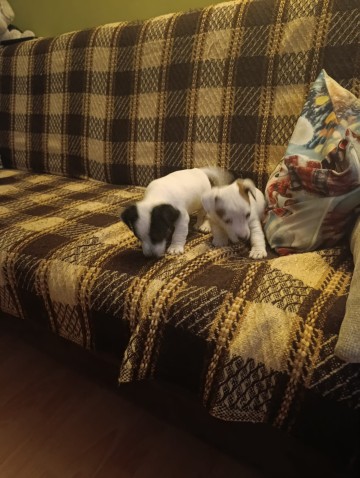 Jack Russell terrier -suczki
