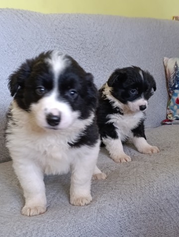Border collie suczki
