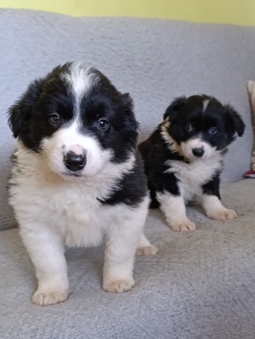 Border collie suczki