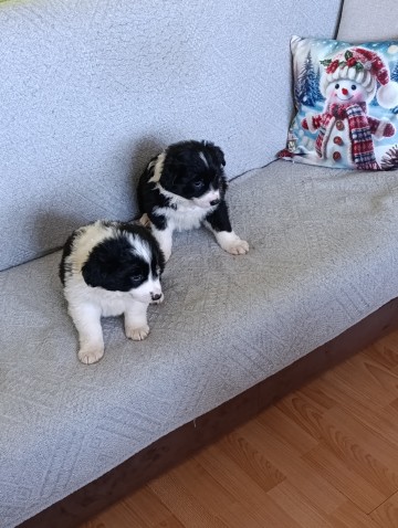 Border collie suczki