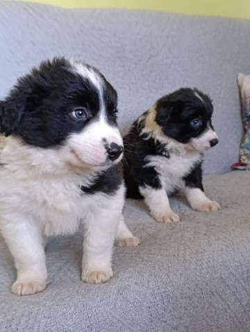 Border collie suczki