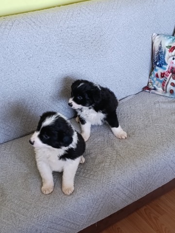 Border collie suczki