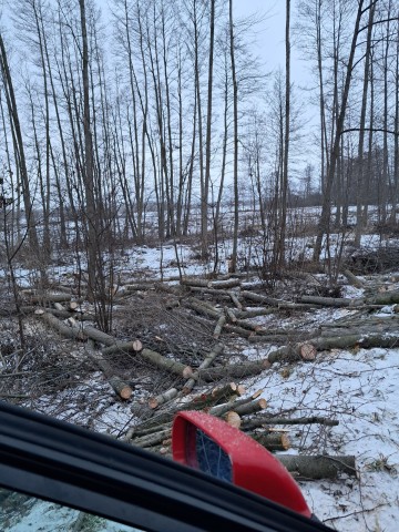 Drewno olcha sosna jesionek