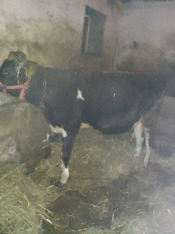 Sprzedam p&oacute;łtora roczną jał&oacute;wkę