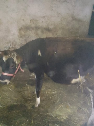 Sprzedam p&oacute;łtora roczną jał&oacute;wkę