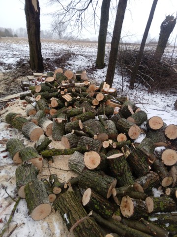 Sprzedam drewno opałowe wierzbowe wałki