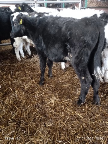 Sprzedam 3 jał&oacute;wki