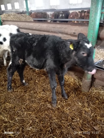 Sprzedam 3 jał&oacute;wki