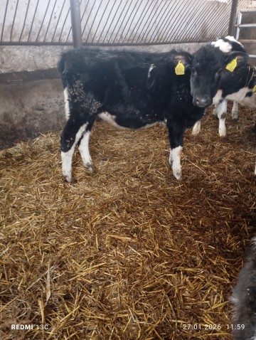 Sprzedam 3 jał&oacute;wki