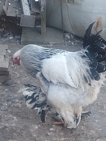 Kogut brahma olbrzymia