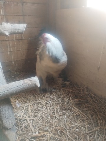 Kogut brahma olbrzymia