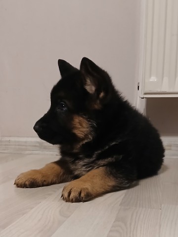 Szczeniaki owczarka niemieckiego