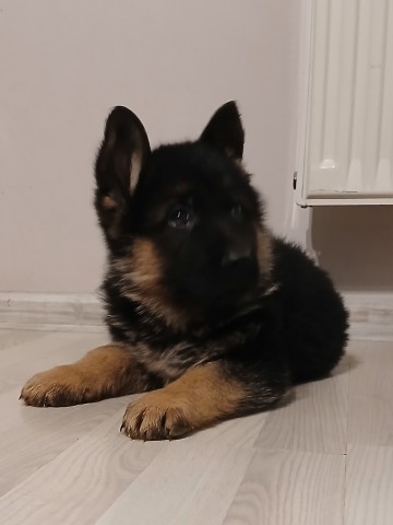 Szczeniaki owczarka niemieckiego