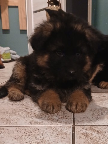 Szczeniaki owczarka niemieckiego