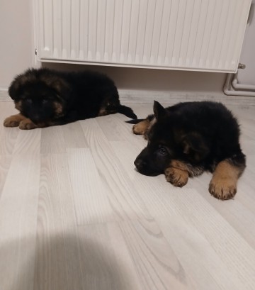 Szczeniaki owczarka niemieckiego