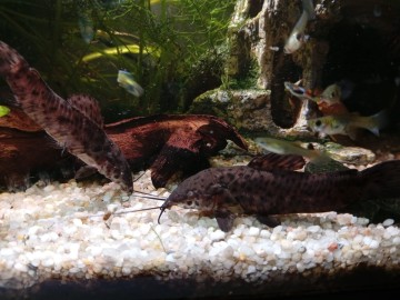 Oddam za darmo kiryśniki czarnoplame