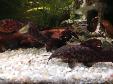 Oddam za darmo kiryśniki czarnoplame